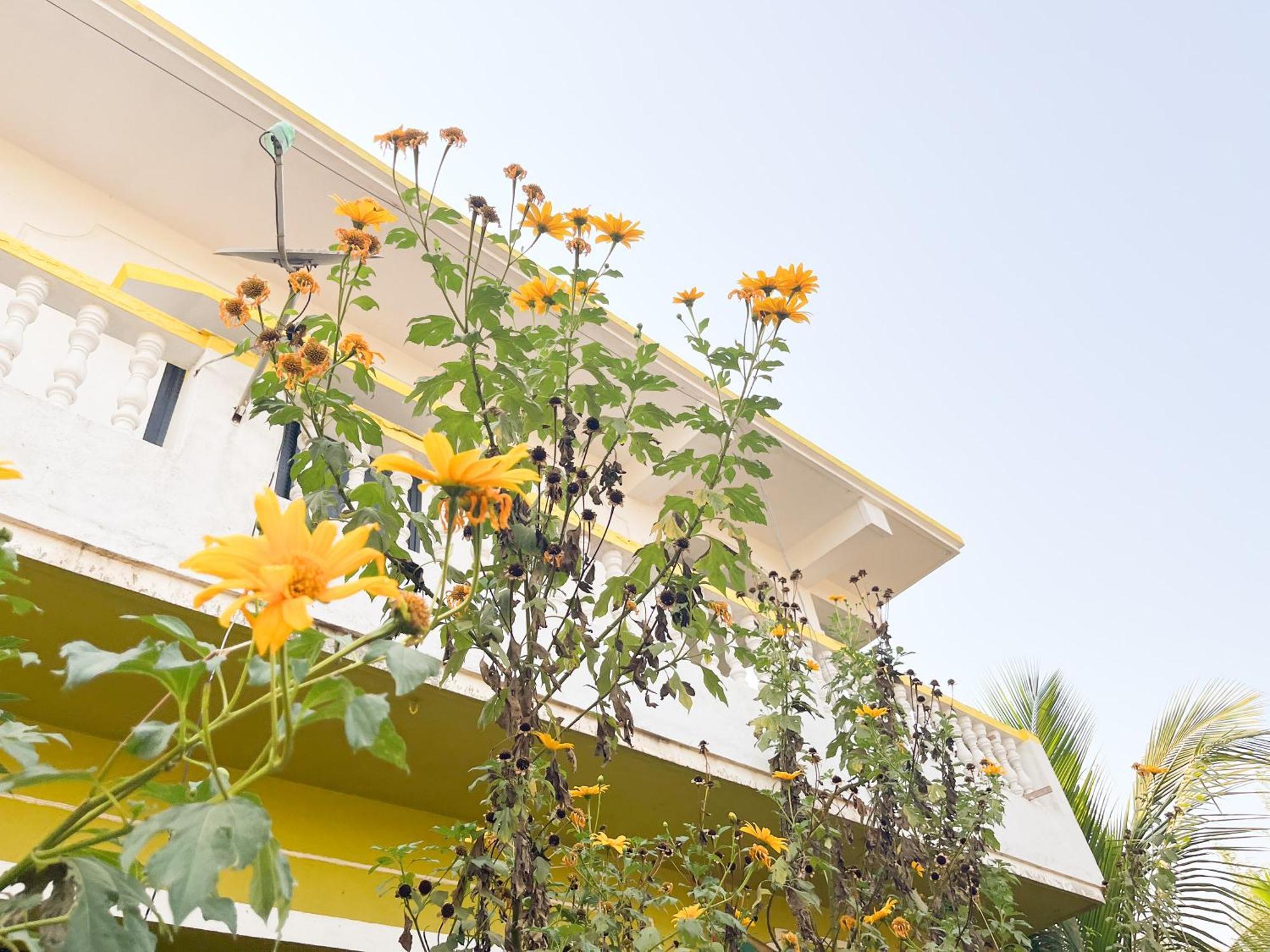 Evaddo Homes Mandrem Ngoại thất bức ảnh